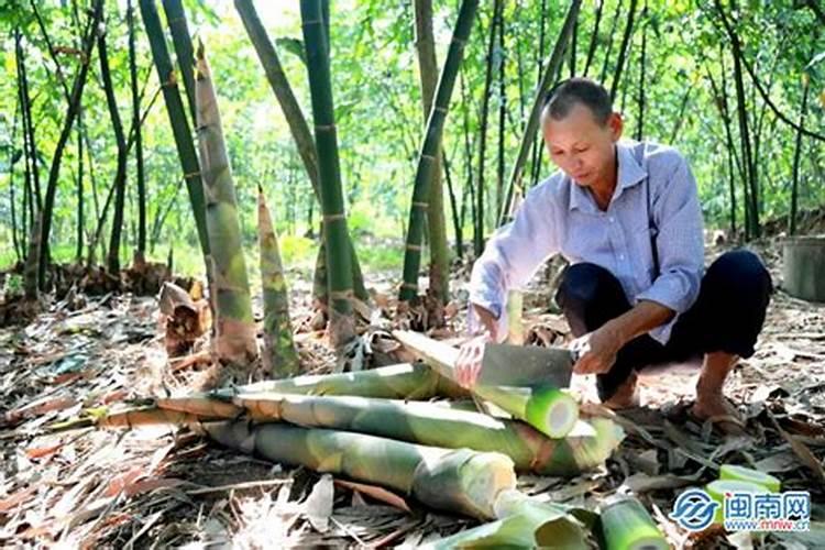 尿素能给兰花浇水吗？