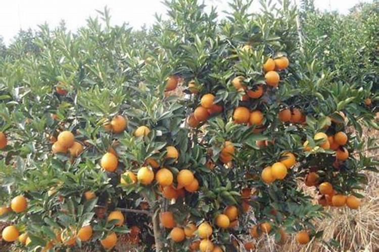 大姜种植后头两次浇水应怎么冲施肥料？