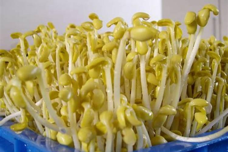 检验铵态氮肥的方法