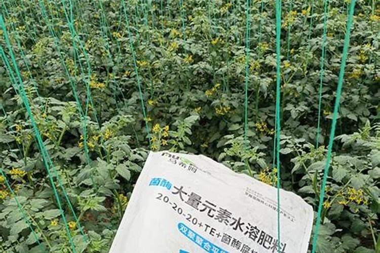 幸福树可以一直水养吗