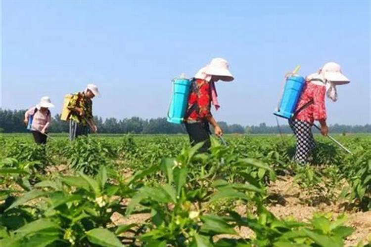 辣椒种下去几天可以施肥