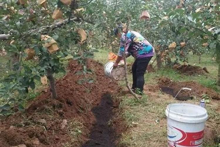 果树什么时期喷施叶面肥,上色增甜膨大用什么肥料好,叶面肥促花保果怎 ...