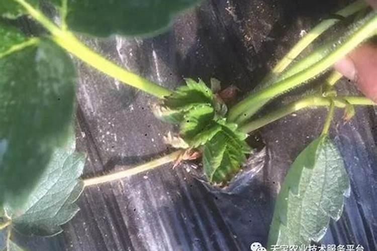 种的草莓叶子发黄是什么原因？