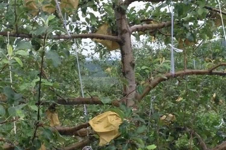 马铃薯后期需要什么肥 可以施钾肥吗