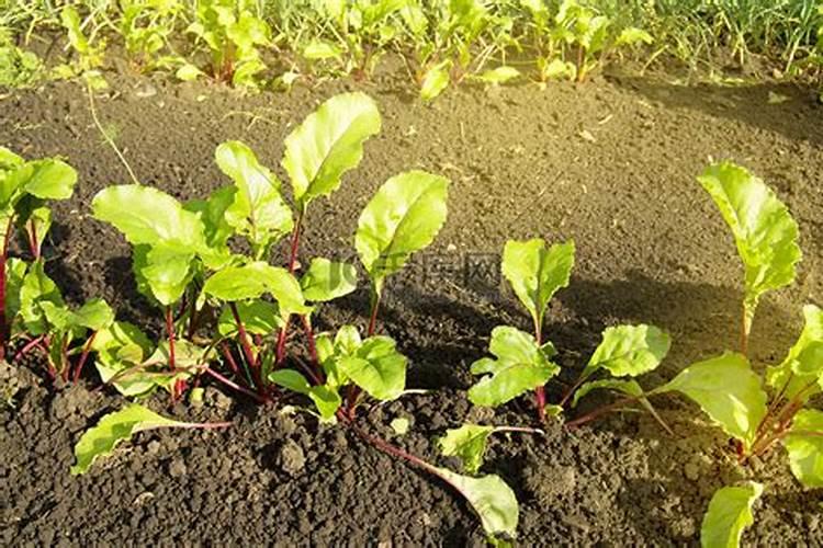 为什么种植甜菜过量使用化肥不好