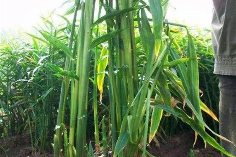 大姜种植后头两次浇水应怎么冲施肥料？
