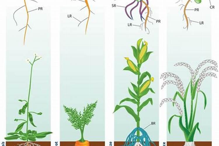 水稻杀虫剂杀菌剂能和叶面喷施吗