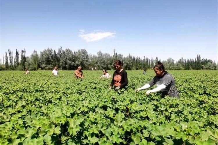 棉花施肥使用什么肥料？棉花该如何施肥？