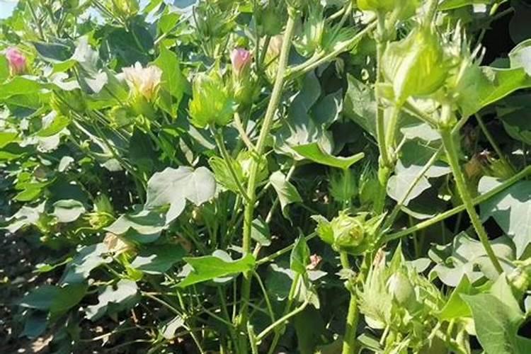 棉花在各生长阶段需要什么肥料