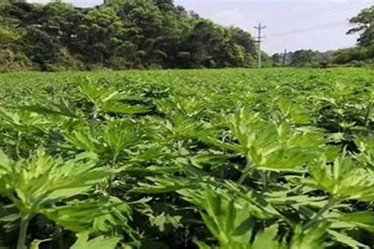 高效消毒剂包括哪些