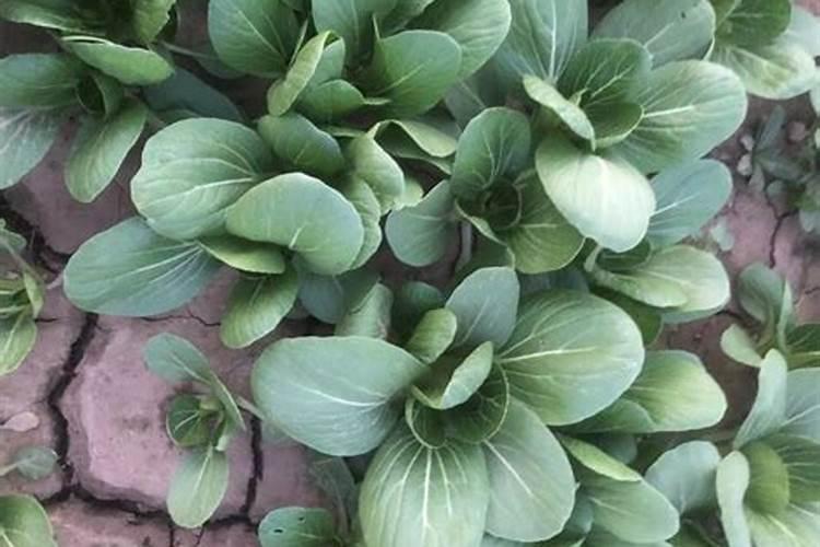 油菜种植用一亩地用多少肥料
