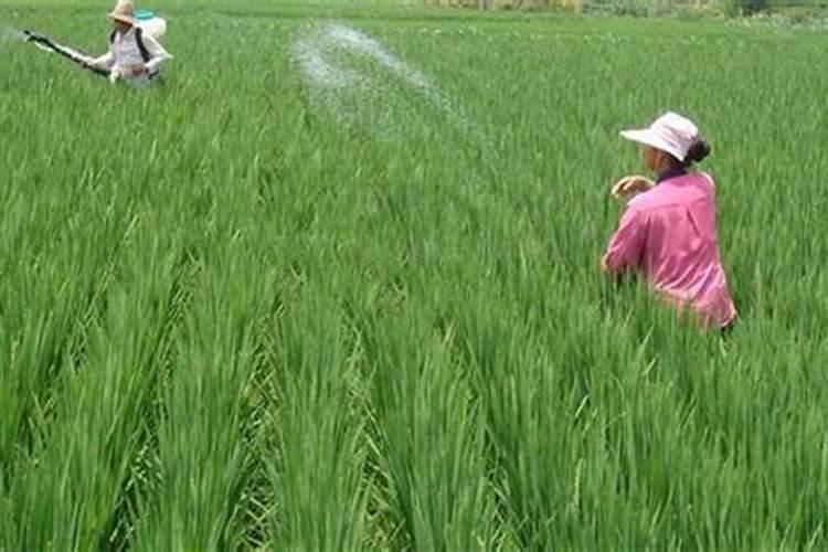 羟烯腺嘌呤对玉米有什么作用和使用时需要注意什么？