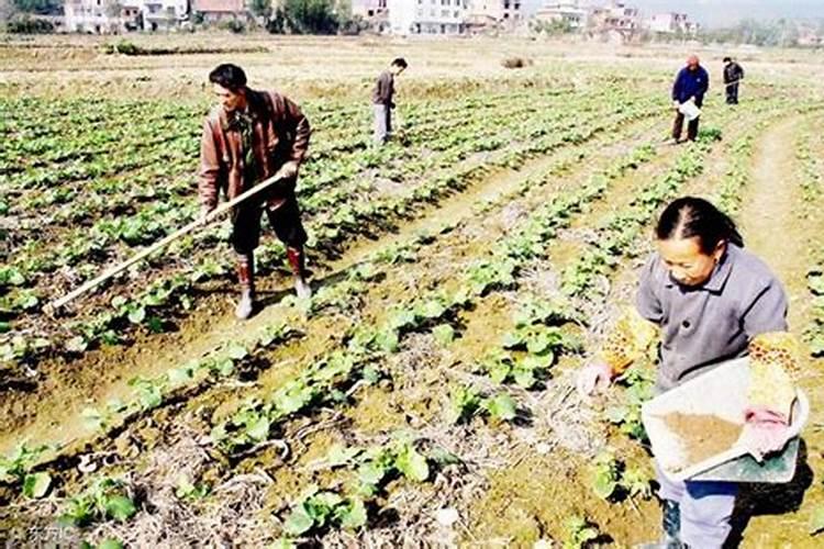 油菜种植用一亩地用多少肥料
