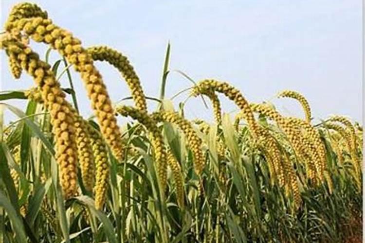 谷子用什么叶面肥增产 选择哪些肥料合适