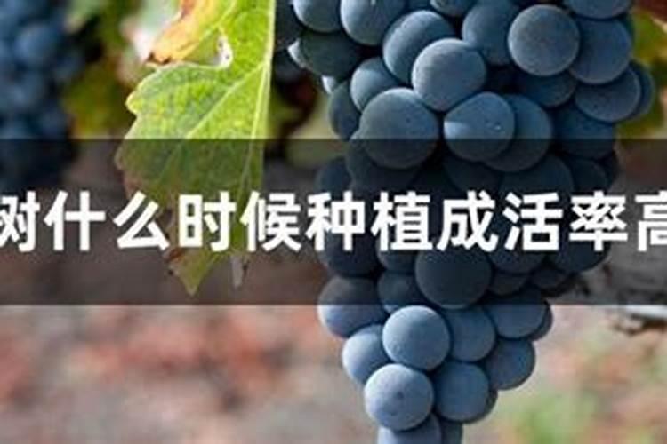 中国十大草莓之乡在什么地方(全国最好的草莓产地基地)