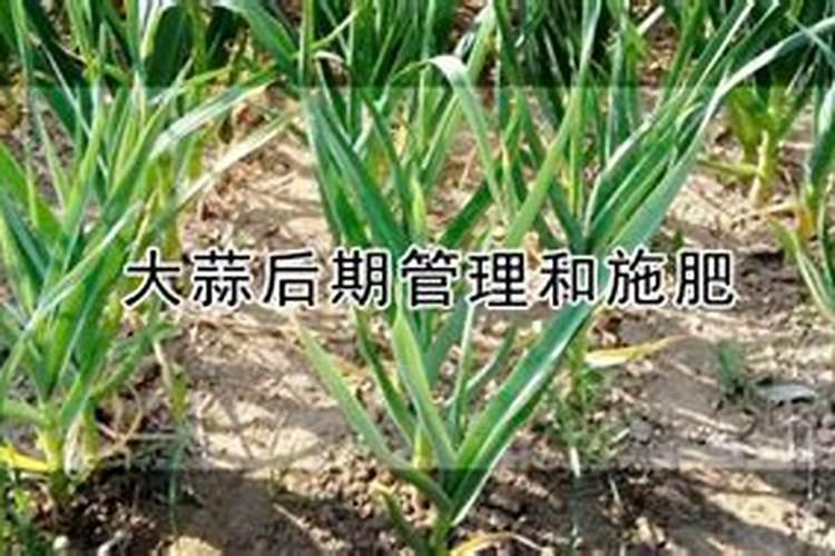 大蒜用什么肥料长得好？大蒜底肥什么时候用长势旺？