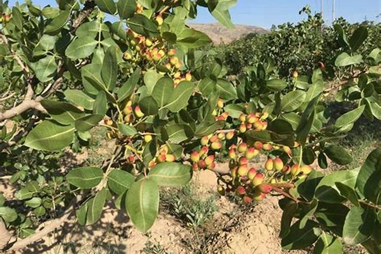 月季用什么肥料勤开花