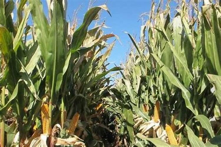 芸苔素内酯打黄豆