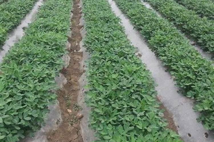 草莓柿子的栽培与管理？