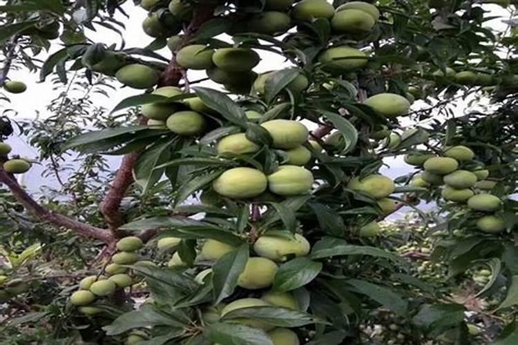 小核桃树苗怎么施肥