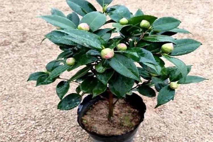 茶花施什么肥料最好最旺