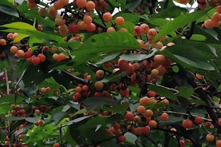 桃树果实膨大用什么药