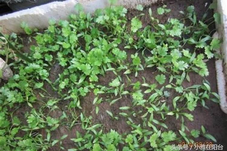 潍坊弗兰德肥料有限公司怎么样？