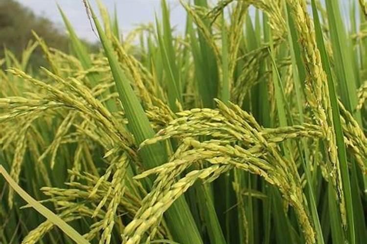 氮肥在水稻有什么作用