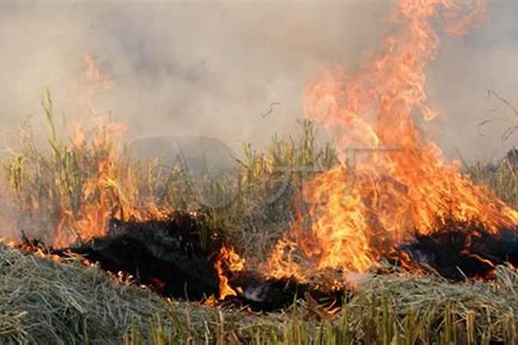 硅肥的效果及功能,硅肥的十大效果