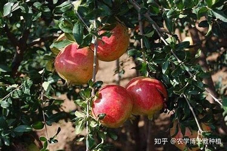 山东最好的水溶肥公司