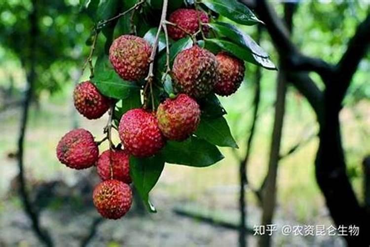 荔枝幼苗用什么肥料好