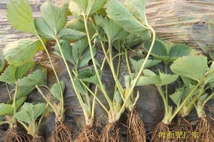 硝酸钾在作物上的使用方法用量及注意事项