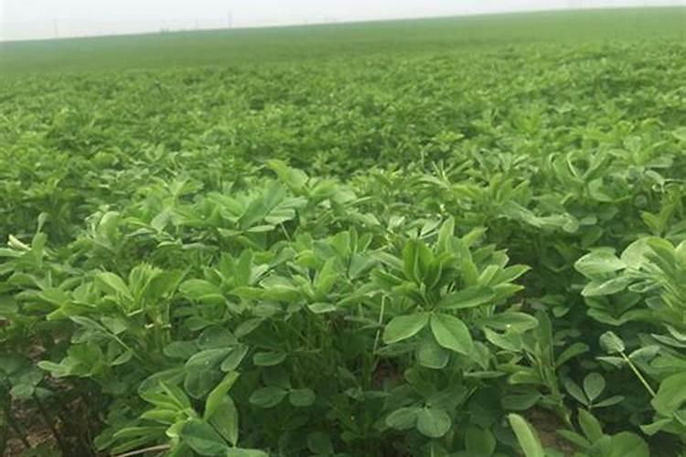 硼肥和杀虫剂杀菌剂能混用吗