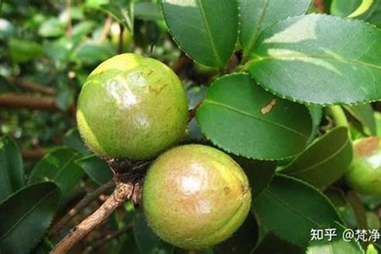 开缸后怎么再添加陶粒