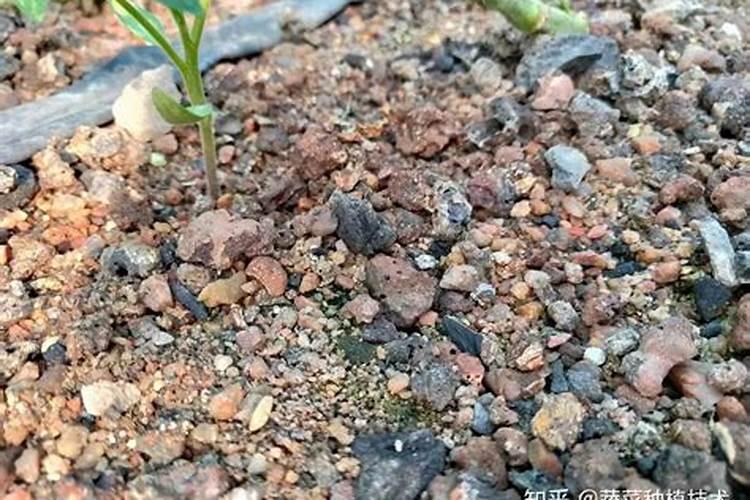 水仙花有毒吗？种植过程中有什么注意事项