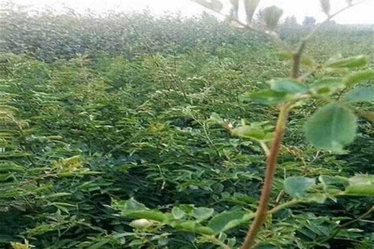 花椒的施肥时间 花椒树什么时候施肥好