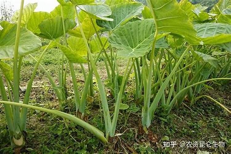 液体缓释复合肥的作用