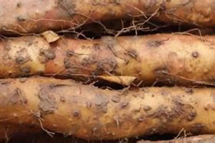 怎样对山药常规栽培进行配方施肥？