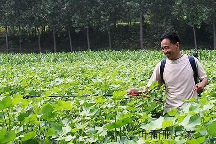 钾肥持效期多长？