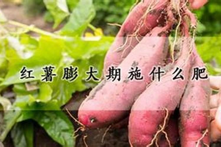 一亩红薯用多少复合肥,施什么肥料好