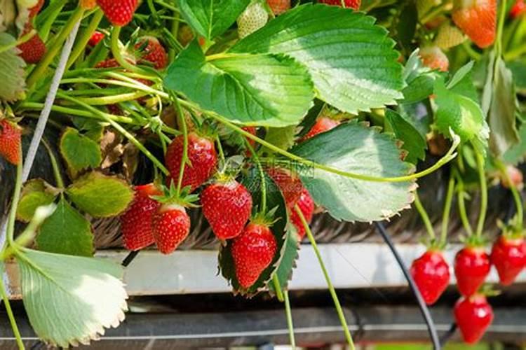 草莓施肥用什么肥料