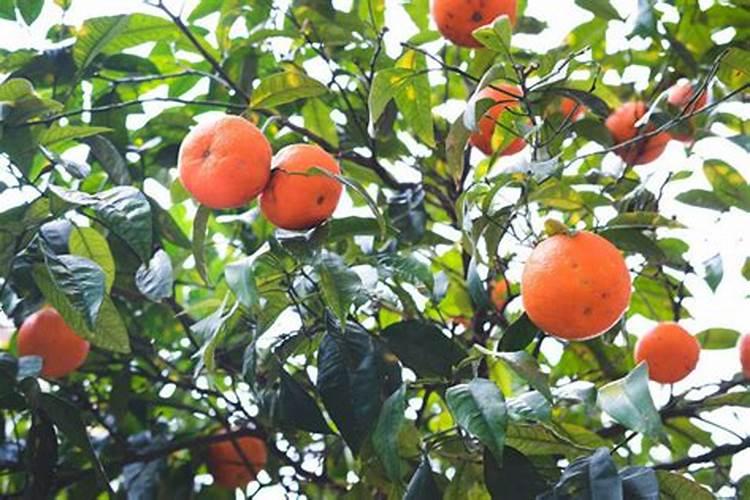 桔子树用什么肥料最好 怎么施肥效果好