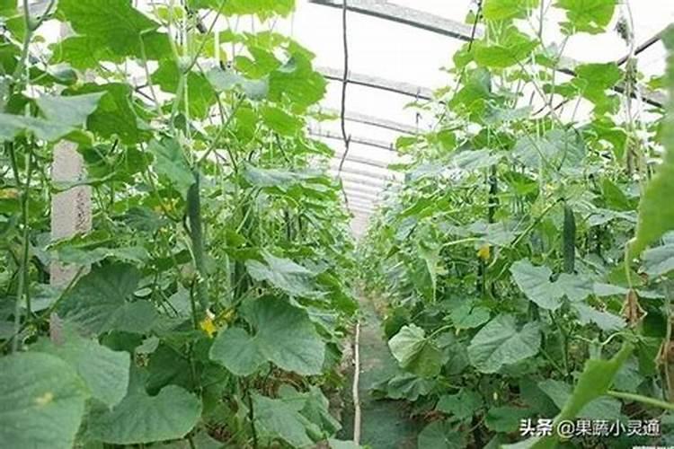 蔬菜锌肥用多了会怎样