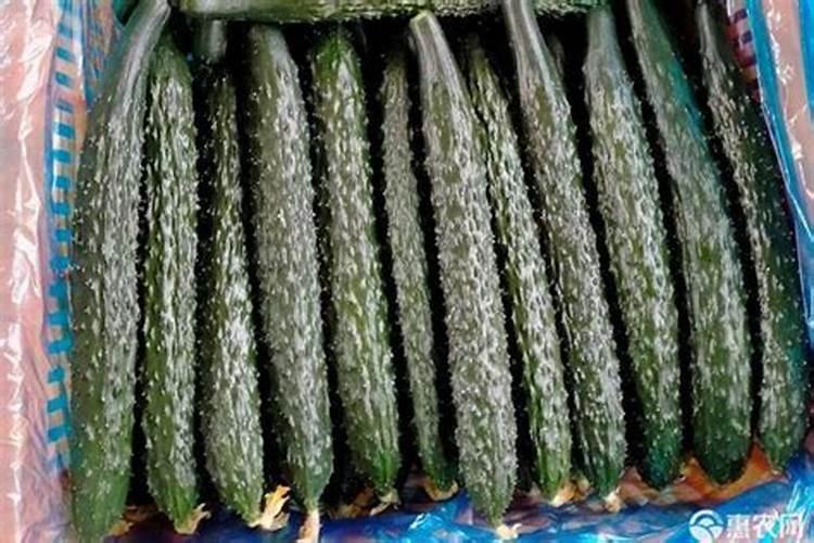 黄瓜在施用微肥上有什么注意事项？