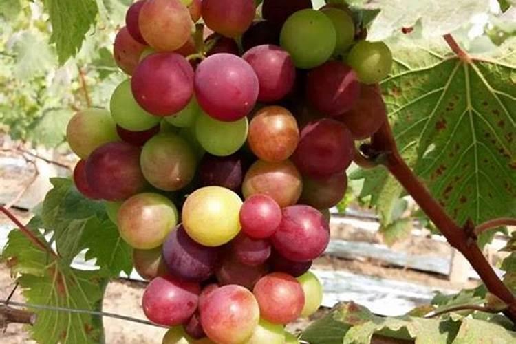 钙和含氨基酸水溶肥一起反应吗