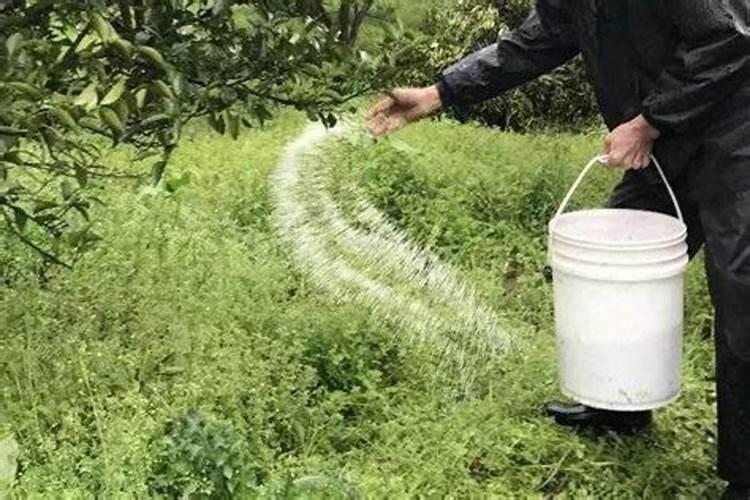 意得昂有机水溶肥效果怎么样