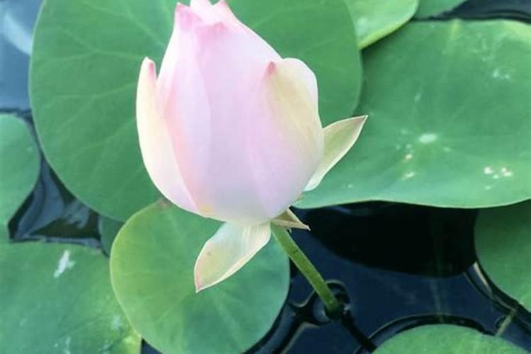 矿源黄腐酸钾可以用做草莓大棚底肥吗