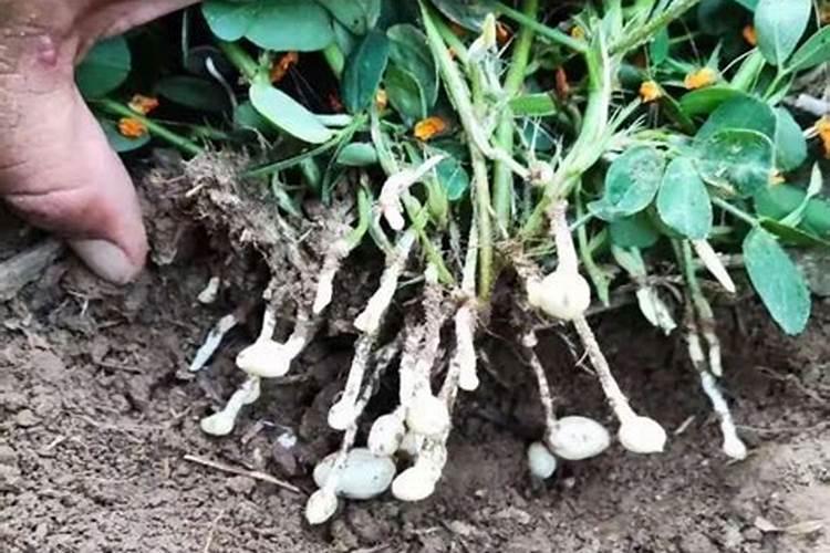 小麦灌浆期打什么叶面肥