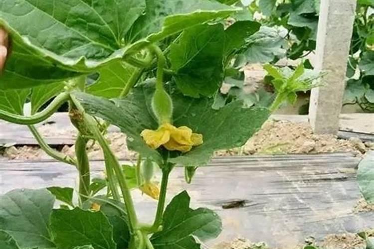 甜瓜授粉15天后冲平衡肥还是高钾肥好？