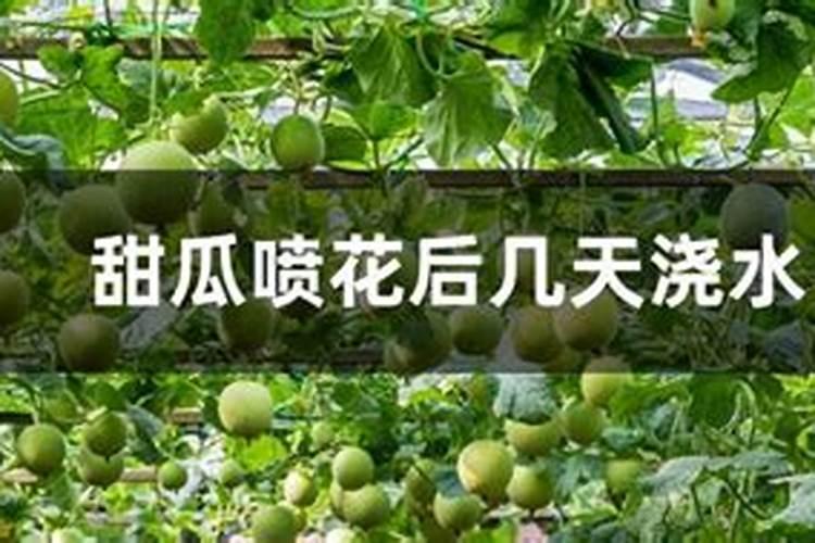大棚香瓜坐果前应该冲施什么肥料？